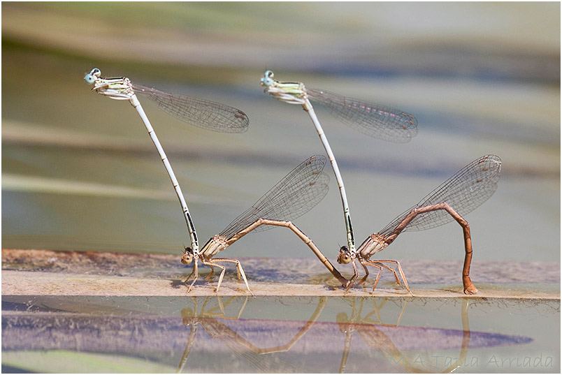 Platycnemis latipes photo 5